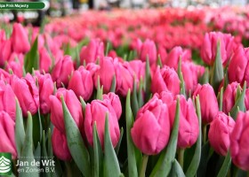 Tulipa Pink Majesty ® (2)